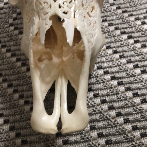 Carved cows skull - Picture 2 of 4